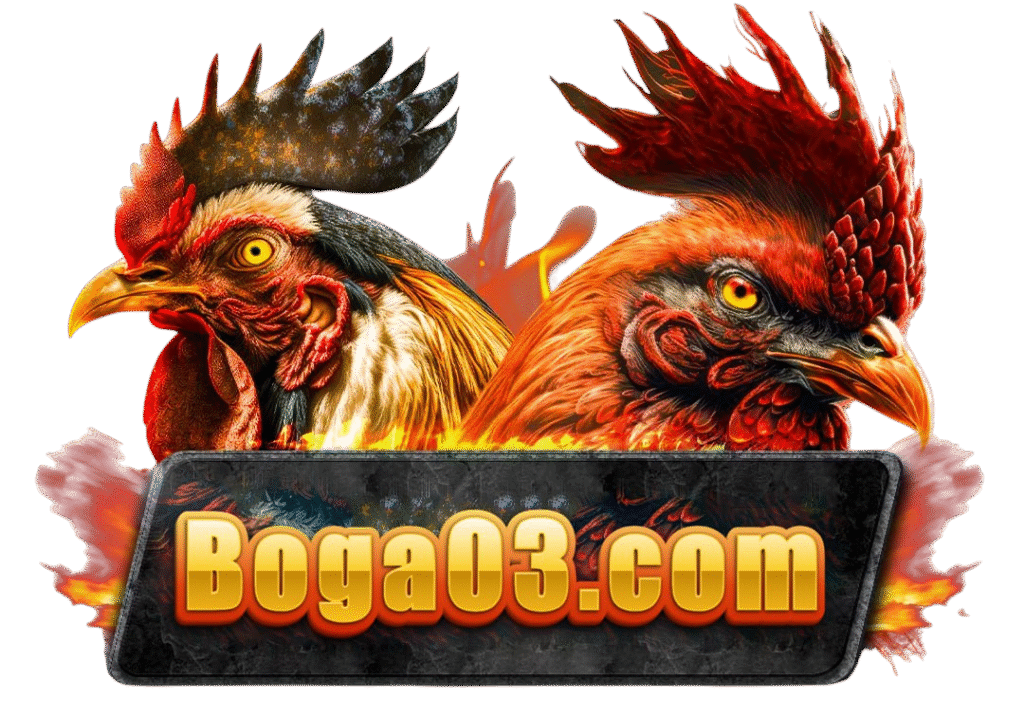 BOGA03.COM 🎖️ TRANG CHỦ TRỰC TIẾP ĐỘC QUYỀN ĐÁ GÀ THOMO SỐ 1️⃣ VN